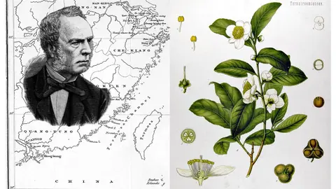 S3-E31 - The “Tea Thief” - Robert Fortune's Very Brief Trip to Taiwan (1854)