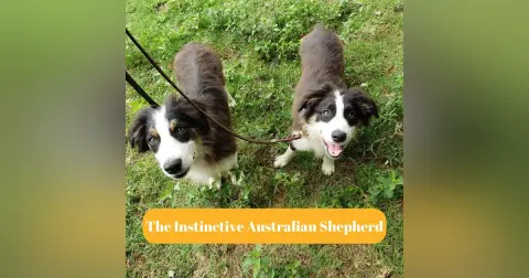 Am I exercising my Aussie enough? Common Myth Busted!
