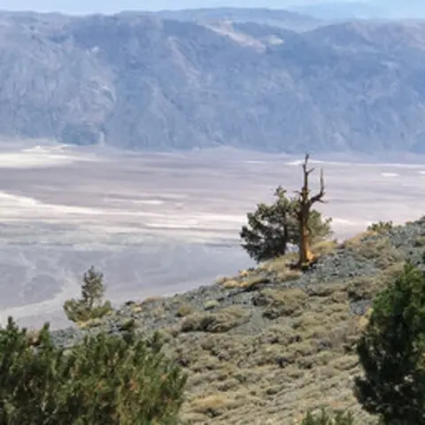 S1E15 What Keeps You Going plus Bristlecone Pines