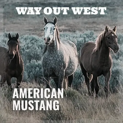 American Mustang: Legend vs. Reality
