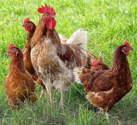 Counting Chickens