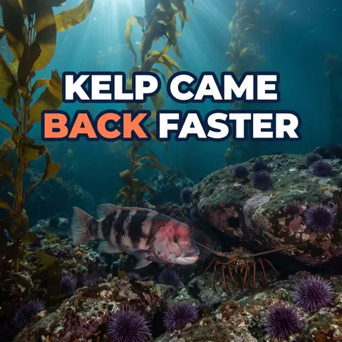 The Blob Hit California's Kelp. Protected Kelp Came Back Faster.