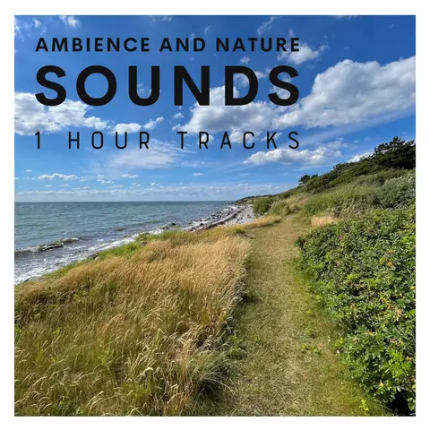 Waves and bird life: Ambience from a walk along Omø coastline (1 hour)
