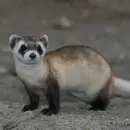 Black Footed Ferret