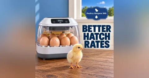 How to Get Better Hatches From Your Incubator – Audio Edition