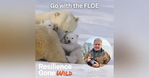 Go With the FLOE: How Polar Bears Stay Steady When Life Keeps Shifting Beneath Them