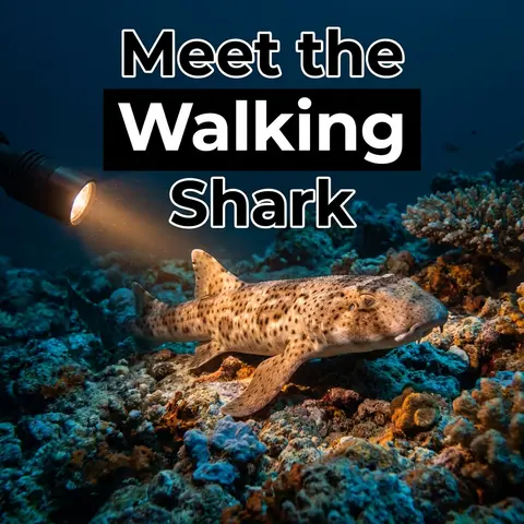 Walking Sharks Explained: A PhD Candidate's Path to a New Species