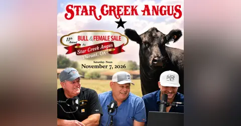 Star Creek Angus: The Bulls & Females | 2026 Sale Preview