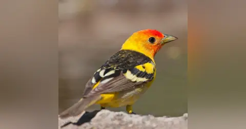 Migration In New Mexico