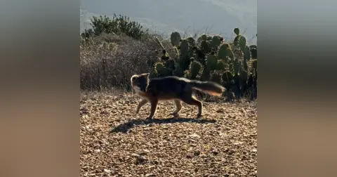 Catalina Foxes with Lauren Dennhardt and Katie Elder