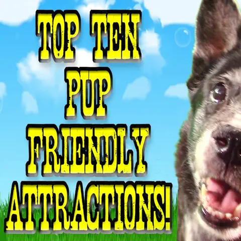 TOP TEN DOG-FRIENDLY ATTRACTIONS USA ! – Dandy Fun House episode 17