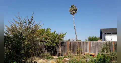 #15: In the garden