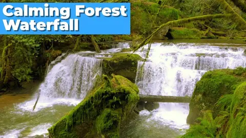 Calming Forest Waterfall White Noise for Sleep, Studying or Stress Relief