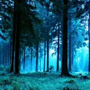 12 Hours Forest Night Nature Sounds for Sleep or Studying | White Noise