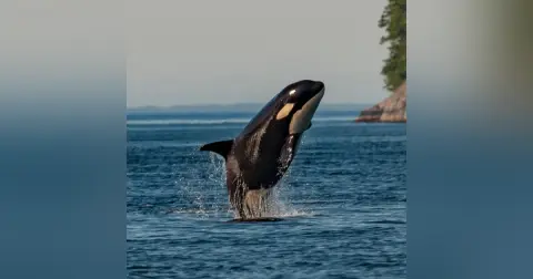 Whales Podcast For Children