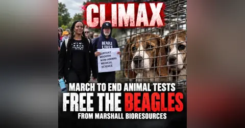 March to End Animal Tests CLIMAX: Free the Beagles