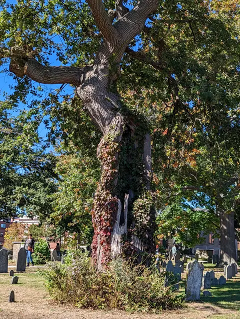 A Bolt from the Past: Salem's Caleb Pickman and the Lightning Tree