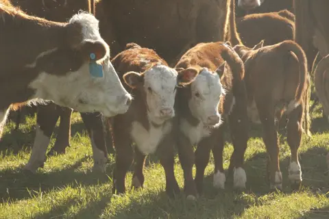 Dustin Questions, Ag Credit Survey, Listener Question, Tips for Managing Profitability in Stocker Cattle, Health Protocols