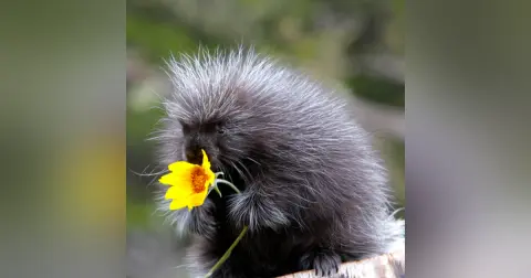 Citizen Science & Porcupines