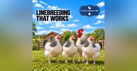 Linebreeding Chickens: Build Consistency Without Losing Vigor – Audio Edition