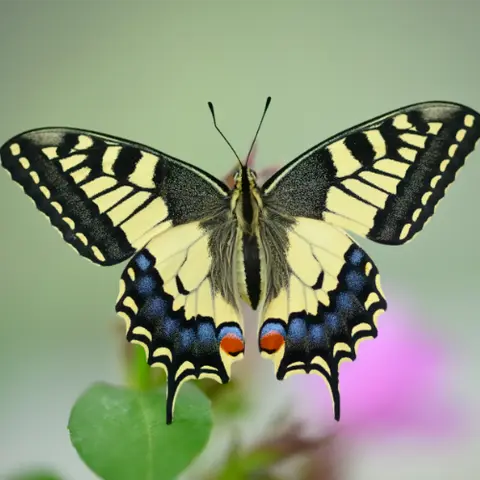 Freeing the Voice of Your Soul