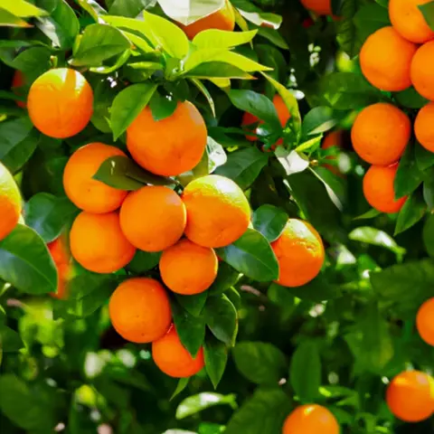 By Their Fruit
