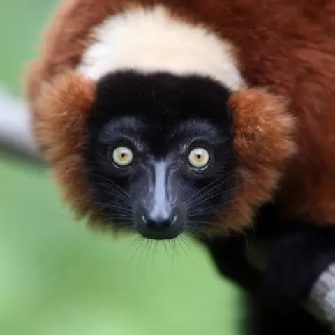 Lemurs Podcast For Kids