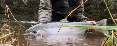 Hooked on Steelhead: Matt Thornton's Obsession with the Fish of a Thousand Casts