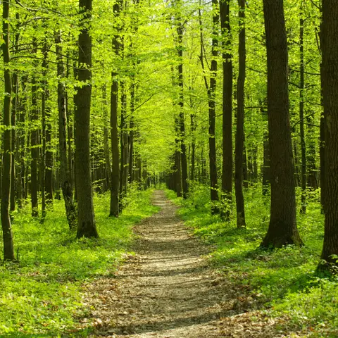 Product Management is like a Forest
