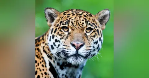 Endangered Species