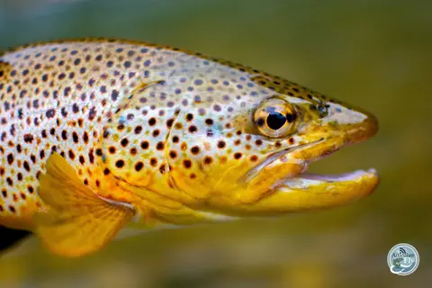 HOW TO FLY FISH: GOOD THINGS COME IN THREES