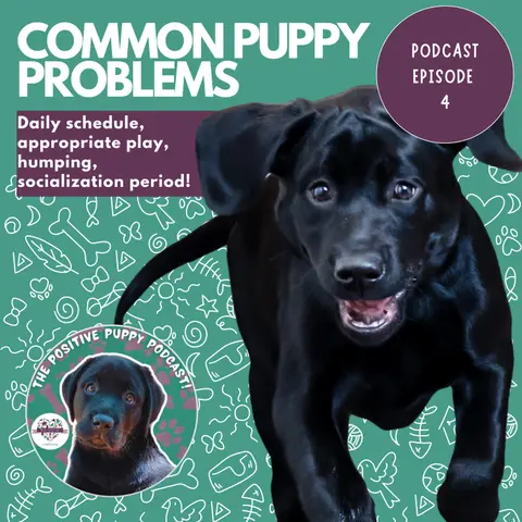 Episode 4: Common Puppy Problems