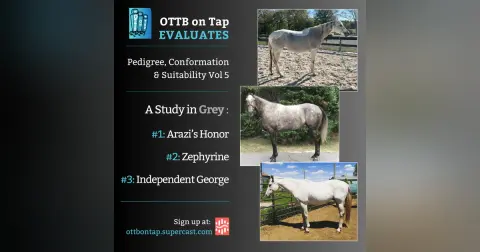 OTTB on Tap Evaluates Vol 5: A Study in Grey - Arazi's Honor, Zephyrine & Independent George