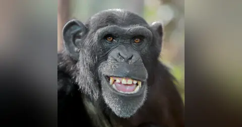 Apes