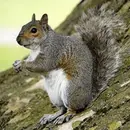 Episode 22 – MURDERSQUIRREL and Tales of Felonies Gone Awry