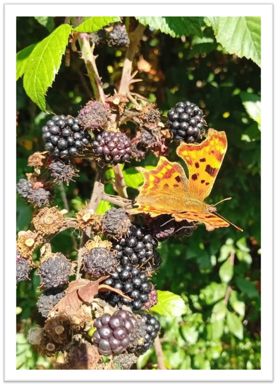 Butterfly