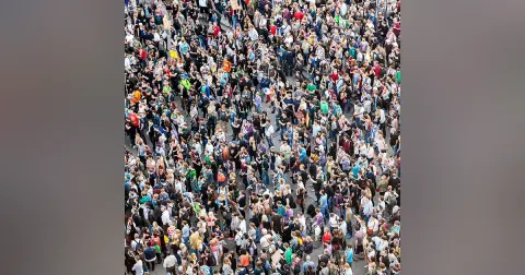 Flocking together: the physics of sheep herding and pedestrian flows