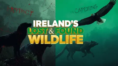 Lost Animals of Ireland: Heartbreaking Extinctions and Hopeful Returns