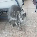 The neighborhood cat and Preezy's pet, whom she took care of for 9 years Mr. STREETZ has died.