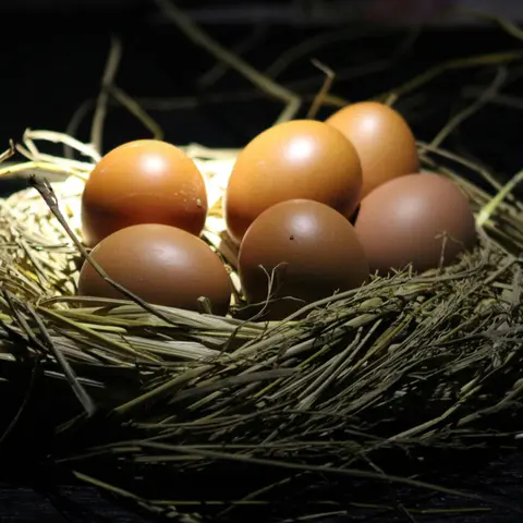 Protecting Your Nest Egg from Taxes in Retirement