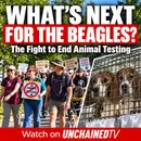 What's Next for the Beagles? The Fight to End Animal Testing
