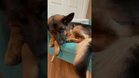 Big Dog in a Little Chair