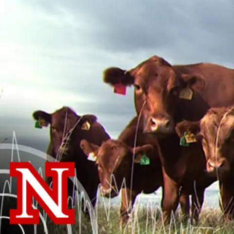 What Risks do Molds in Cornfield Residue Present to Cattle?