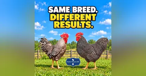 Did You Choose the Right Breed—but the Wrong Birds? – Audio Edition