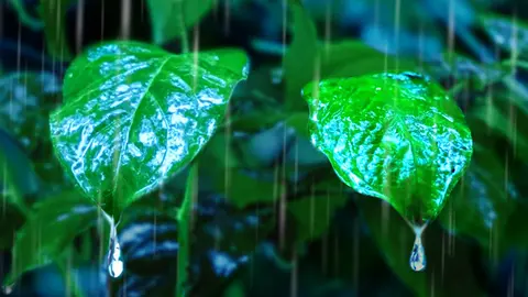 Heavy Rain in Rainforest Lulls You to Sleep