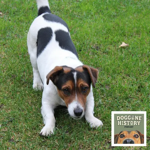 Jack Russell Terriers: The Sporting Parson's Legacy