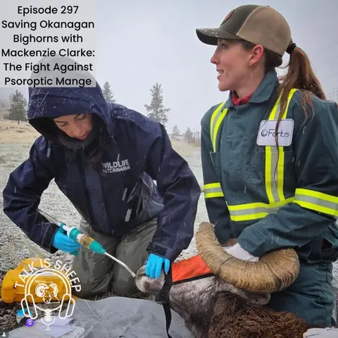 Saving Okanagan Bighorns with Mackenzie Clarke: The Fight Against Psoroptic Mange