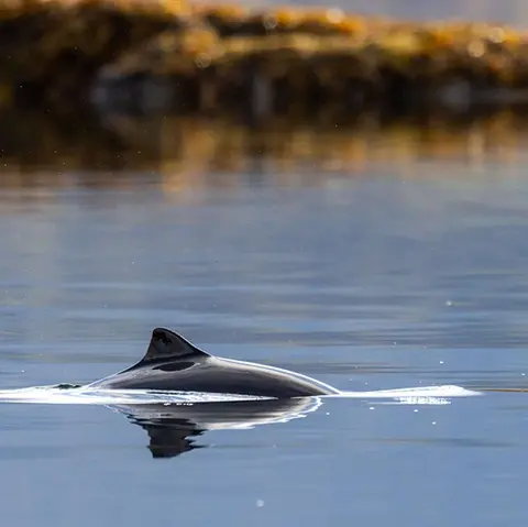 Drones, AI and the future of wildlife conservation
