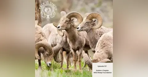 EP 107: Eastern Chapter of Wild Sheep Foundation