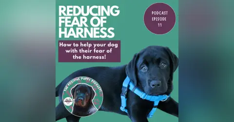 Episode 11: Reducing Fear of Harness
